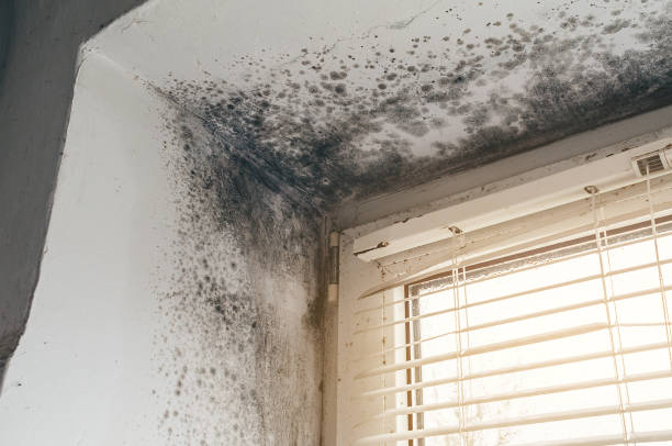 Affordable Crawl Space Mold Remediation solutions in Quantico, VA